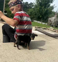 Sterling , a male Miniature Pinscher for sale in Fairbank, IA – 1 of 6