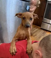 Smoky(hold), a male Miniature Pinscher for sale in Fairbank, IA – 1 of 5