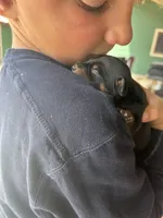 Broccoli , a male Miniature Pinscher for sale in Fairbank, IA – 4 of 4