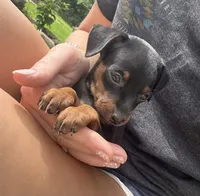 Broccoli(sold) , a male Miniature Pinscher for sale in Fairbank, IA – 4 of 9