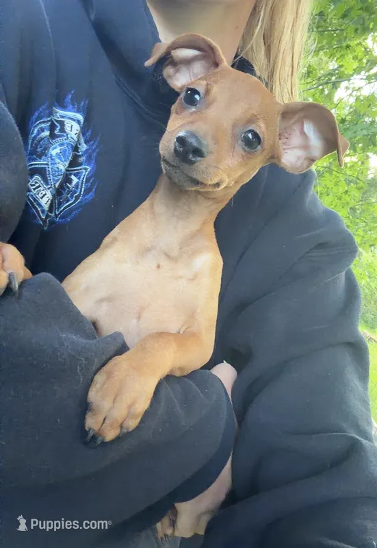 Ruby – Miniature Pinscher puppy for sale in Fairbank, IA