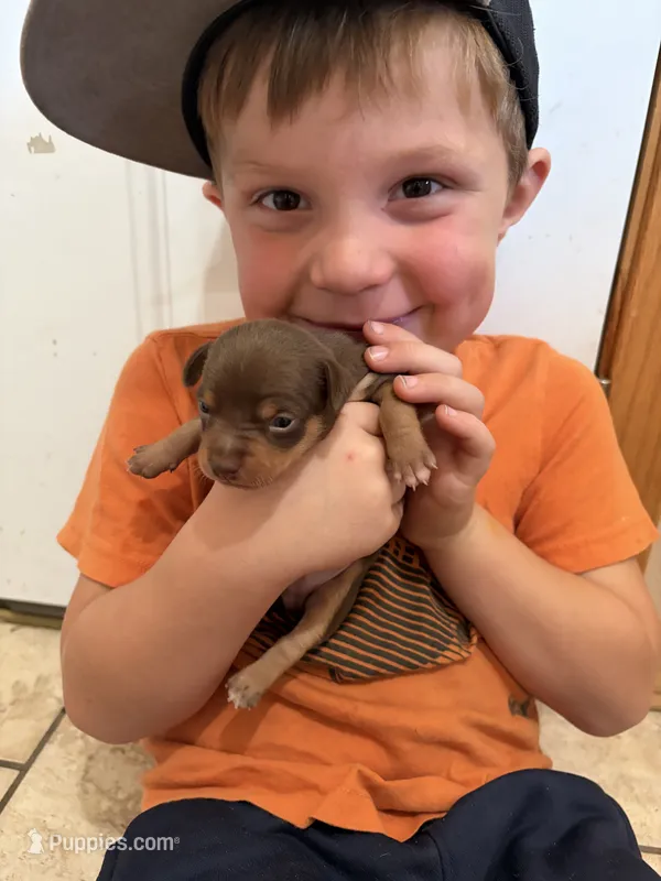taquito – Chihuahua, Miniature Pinscher puppy for sale in Fairbank, IA