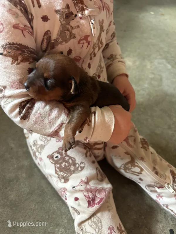 Hazel – Miniature Pinscher puppy for sale in Fairbank, IA