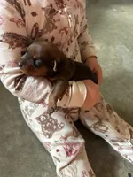 Hazel, a female Miniature Pinscher for sale in Fairbank, IA – 1 of 5