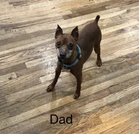 Ivory, a female Miniature Pinscher for sale in Fairbank, IA – 3 of 5