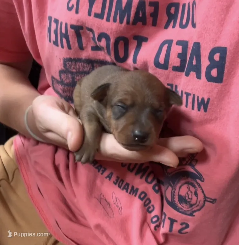 Ivory – Miniature Pinscher puppy for sale in Fairbank, IA