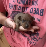 Ivory, a female Miniature Pinscher for sale in Fairbank, IA – 1 of 5