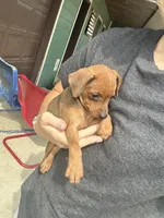 Hazel, a female Miniature Pinscher for sale in Fairbank, IA – 1 of 8
