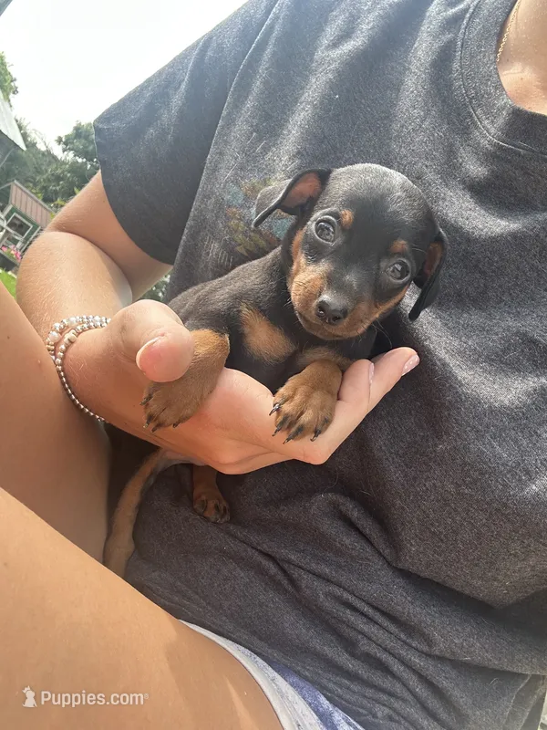 Broccoli  – Miniature Pinscher puppy for sale in Fairbank, IA