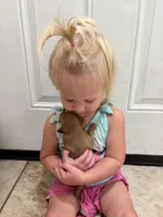 Bambi, a female Chihuahua and Miniature Pinscher for sale in Fairbank, IA – 2 of 3