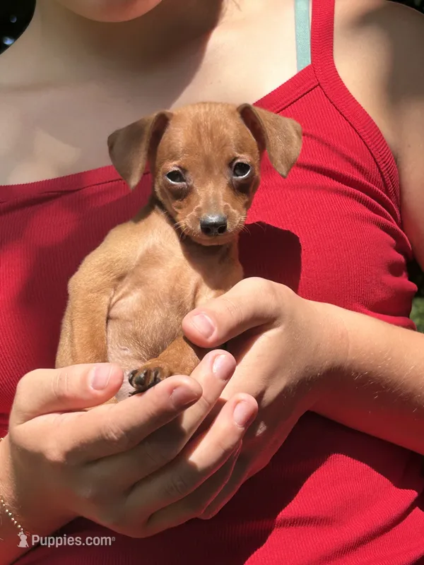 Pepper – Miniature Pinscher puppy for sale in Fairbank, IA