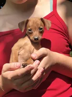 Pepper, a female Miniature Pinscher for sale in Fairbank, IA – 1 of 7