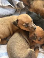Smoky, a male Miniature Pinscher for sale in Fairbank, IA – 5 of 7