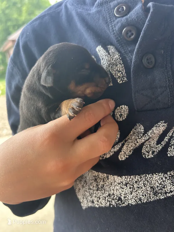 Broccoli  – Miniature Pinscher puppy for sale in Fairbank, IA