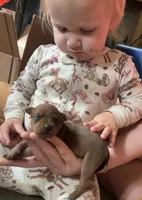 Ivory, a female Miniature Pinscher for sale in Fairbank, IA – 2 of 5
