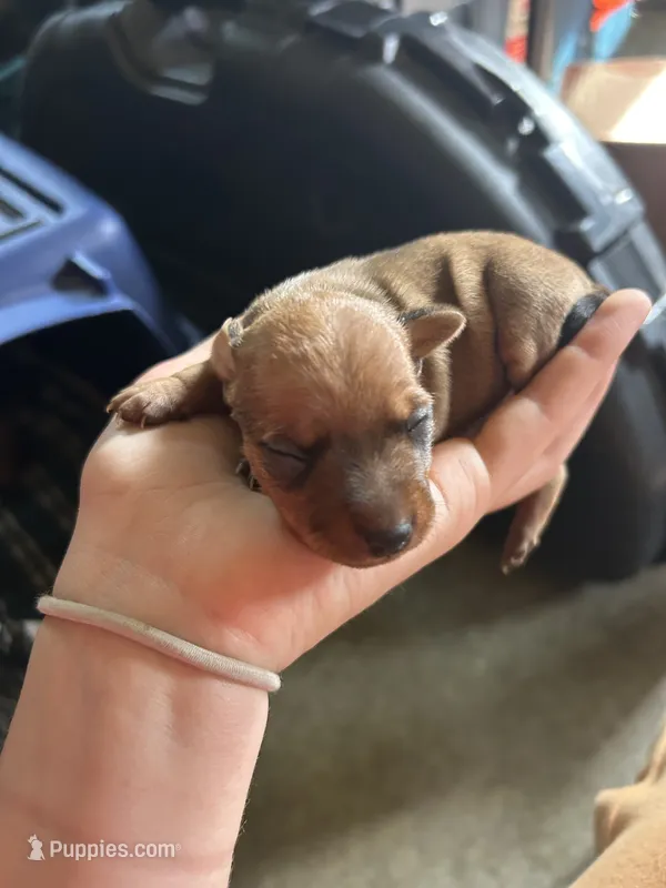 Ruby – Miniature Pinscher puppy for sale in Fairbank, IA