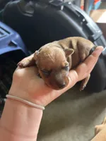 Ruby, a female Miniature Pinscher for sale in Fairbank, IA – 1 of 5