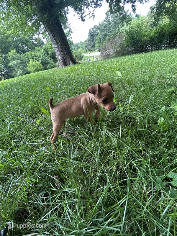 Ruby – Miniature Pinscher puppy for sale in Fairbank, IA