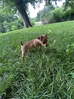 Ruby, a female Miniature Pinscher for sale in Fairbank, IA – 1 of 7