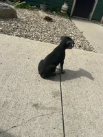 Sterling , a male Miniature Pinscher for sale in Fairbank, IA – 2 of 6