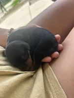 Bean, a female Miniature Pinscher for sale in Fairbank, IA – 2 of 4