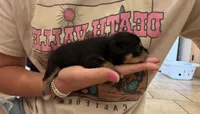 Milo, a female Chihuahua and Miniature Pinscher for sale in Fairbank, IA – 2 of 2