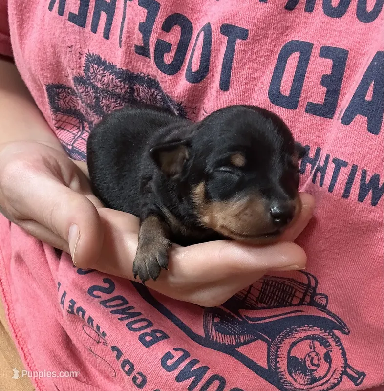 Sterling  – Miniature Pinscher puppy for sale in Fairbank, IA