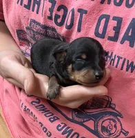 Sterling , a male Miniature Pinscher for sale in Fairbank, IA – 3 of 5