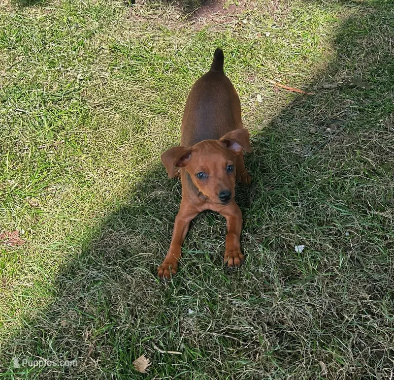 Hazel – Miniature Pinscher puppy for sale in Fairbank, IA