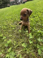 Hazel, a female Miniature Pinscher for sale in Fairbank, IA – 2 of 8