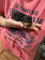 Sterling , a male Miniature Pinscher for sale in Fairbank, IA – 2 of 5