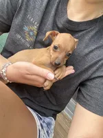 Ruby, a female Miniature Pinscher for sale in Fairbank, IA – 2 of 7