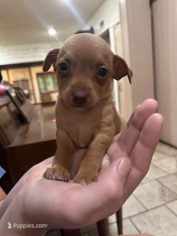 Bambi – Chihuahua, Miniature Pinscher puppy for sale in Fairbank, IA