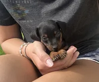 Broccoli(sold) , a male Miniature Pinscher for sale in Fairbank, IA – 3 of 9