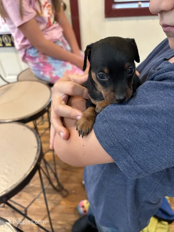 Broccoli  – Miniature Pinscher puppy for sale in Fairbank, IA