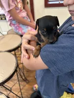 Broccoli(sold) , a male Miniature Pinscher for sale in Fairbank, IA – 5 of 9