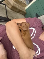 Pepper, a female Miniature Pinscher for sale in Fairbank, IA – 7 of 7