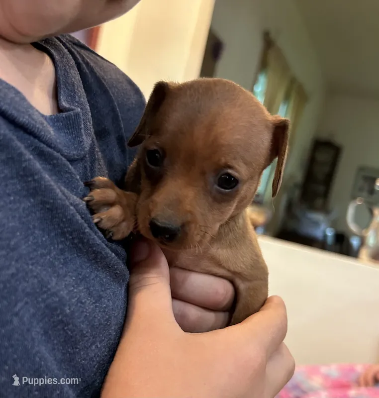 Pepper – Miniature Pinscher puppy for sale in Fairbank, IA