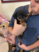 Broccoli(sold) , a male Miniature Pinscher for sale in Fairbank, IA – 6 of 9