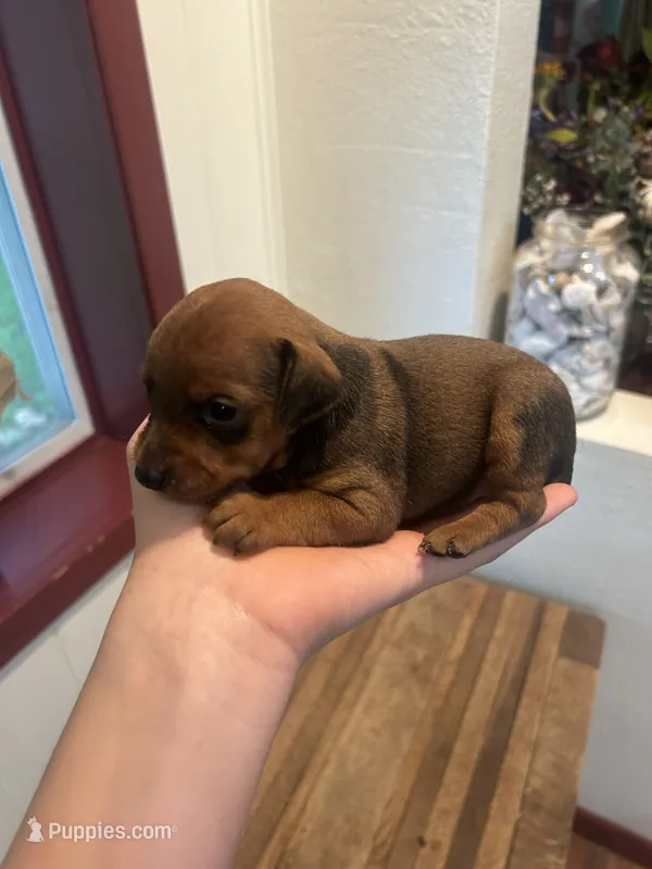 Hazel – Miniature Pinscher puppy for sale in Fairbank, IA