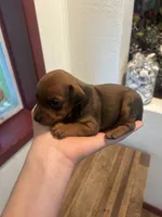 Hazel, a female Miniature Pinscher for sale in Fairbank, IA – 6 of 8