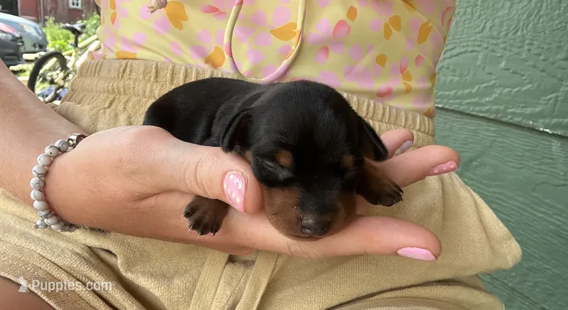 Bean – Miniature Pinscher puppy for sale in Fairbank, IA