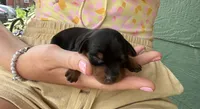 Bean, a female Miniature Pinscher for sale in Fairbank, IA – 1 of 4