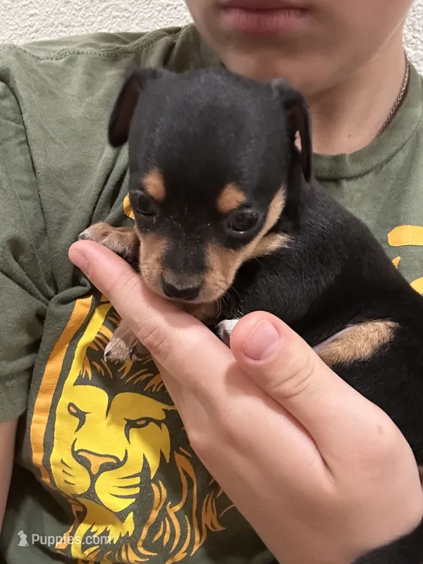 Fritz – Chihuahua, Miniature Pinscher puppy for sale in Fairbank, IA