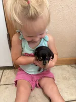Fritz, a male Chihuahua and Miniature Pinscher for sale in Fairbank, IA – 1 of 3
