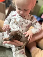 Ivory, a female Miniature Pinscher for sale in Fairbank, IA – 4 of 5