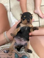 Fritz, a male Chihuahua and Miniature Pinscher for sale in Fairbank, IA – 2 of 3