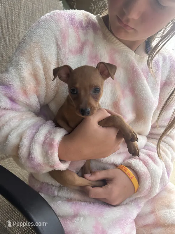 Ivory – Miniature Pinscher puppy for sale in Fairbank, IA
