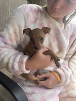 Ivory, a female Miniature Pinscher for sale in Fairbank, IA – 1 of 7