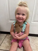 Bambi, a female Chihuahua and Miniature Pinscher for sale in Fairbank, IA – 1 of 3